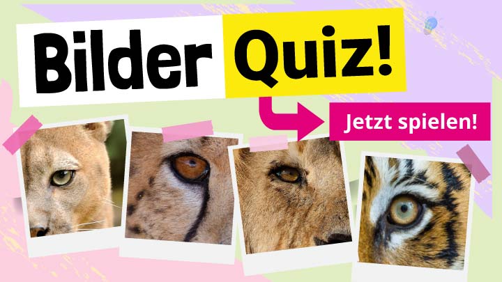 Bilder-Quiz
