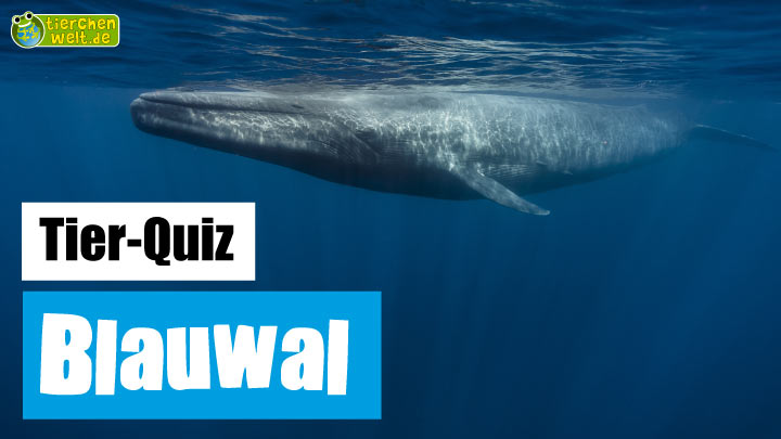 Blauwal-Quiz