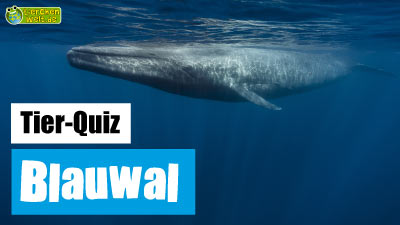 Blauwal-Quiz
