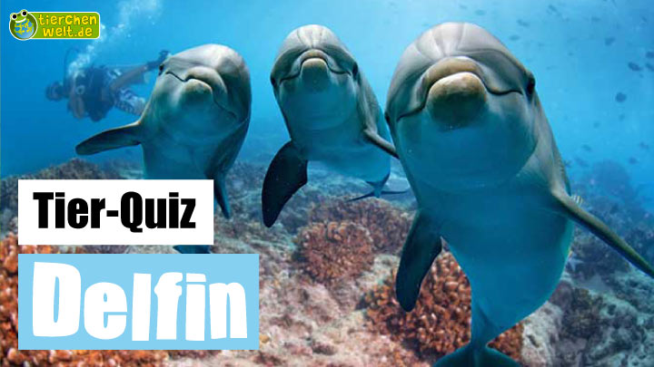 Delfin-Quiz