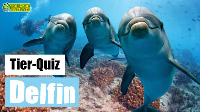 Delfin-Quiz