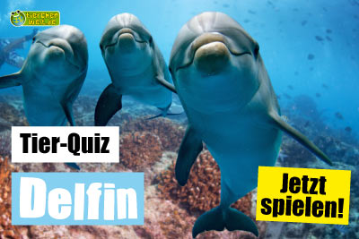 Delfin-Quiz