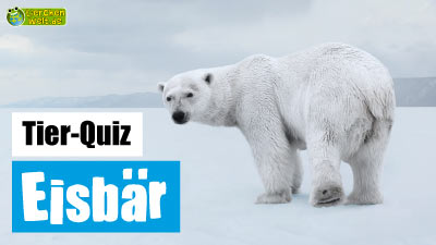 Eisbär-Quiz