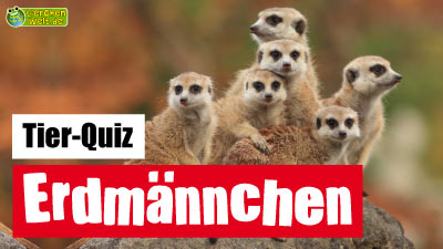 Erdmännchen-Quiz