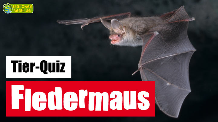 Erdmännchen-Quiz