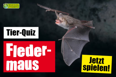 Fledermaus-Quiz