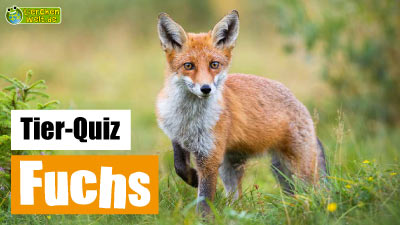 Fuchs-Quiz