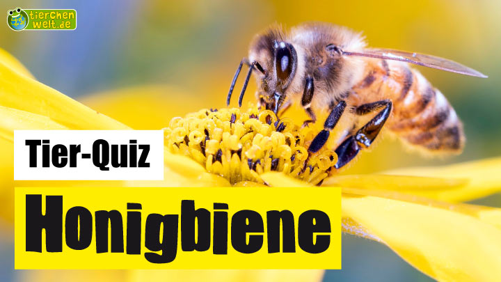 Honigbienen-Quiz