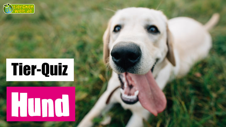 Hunde-Quiz