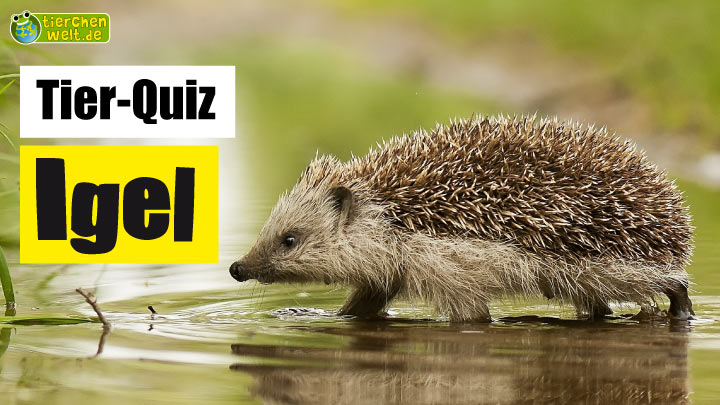 Igel-Quiz