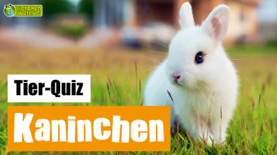 Kaninchen-Quiz