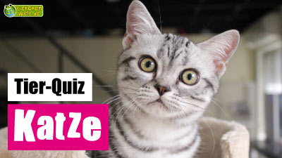 Katzen-Quiz