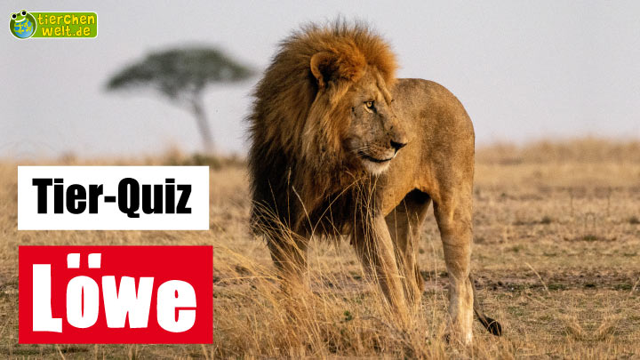 Löwe-Quiz