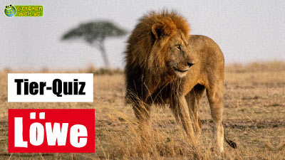 Löwe-Quiz