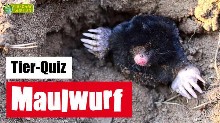 Maulwurf-Quiz