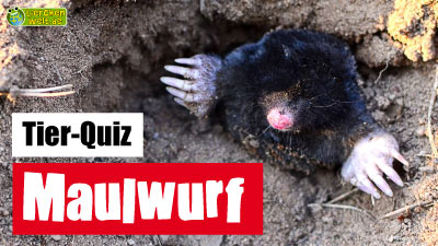 Maulwurf-Quiz