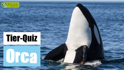 Orca-Quiz