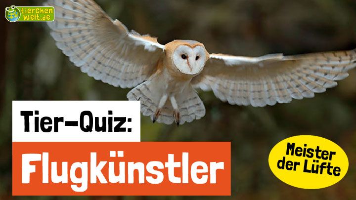 Tier-Quiz: Flugkünstler