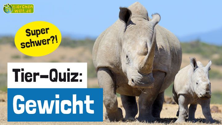 Tier-Quiz: Gewicht