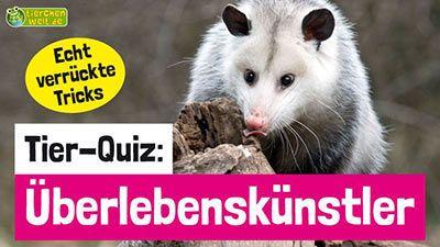 Die Fernbedienung Quiz Michael Jordan Und Tipps Fur Kleine