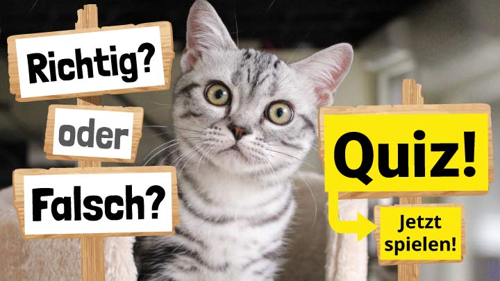 Quiz Richtig oder Falsch?