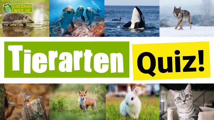 Bilder-Quiz