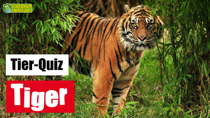 Tiger-Quiz
