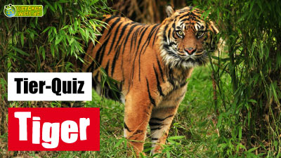 Tiger-Quiz