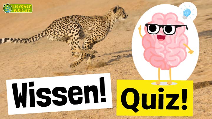 Tier-Wissen-Quiz