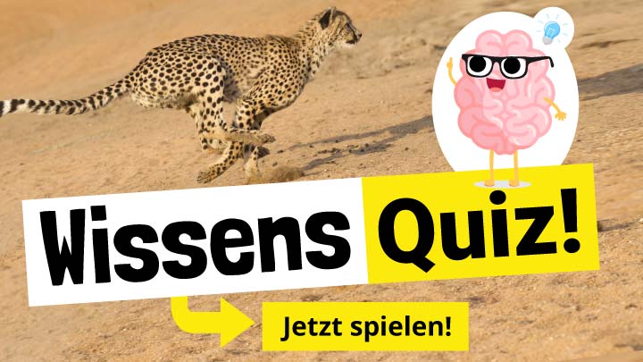Tier-Wissen-Quiz