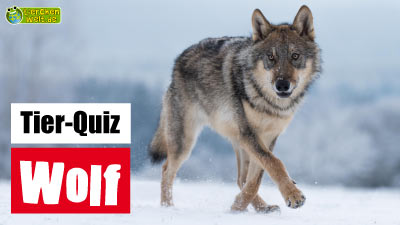 Wolf-Quiz