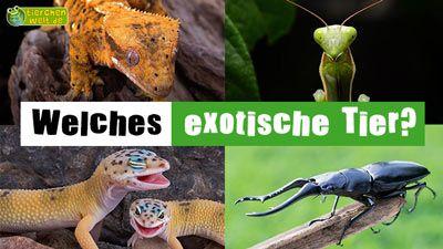 Welches exotische Haustier?