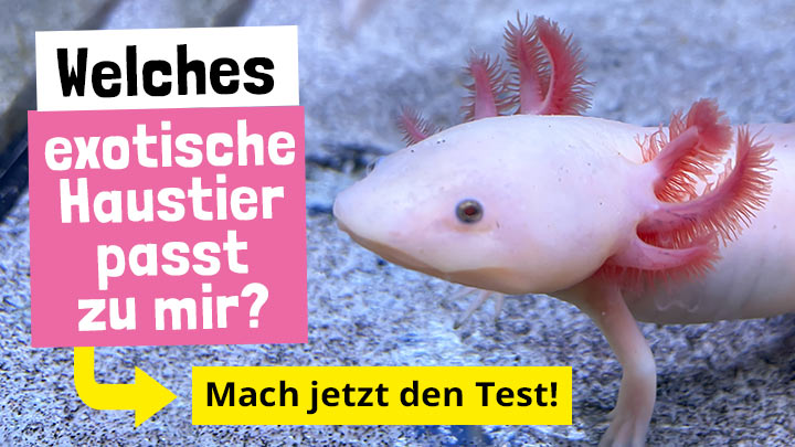 Welches exotische Tier passt zu mir?