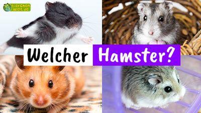 Welcher Hamster?