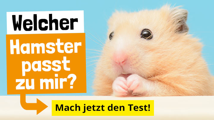 Welcher Hamster passt zu mir?