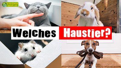 Welches Haustier?