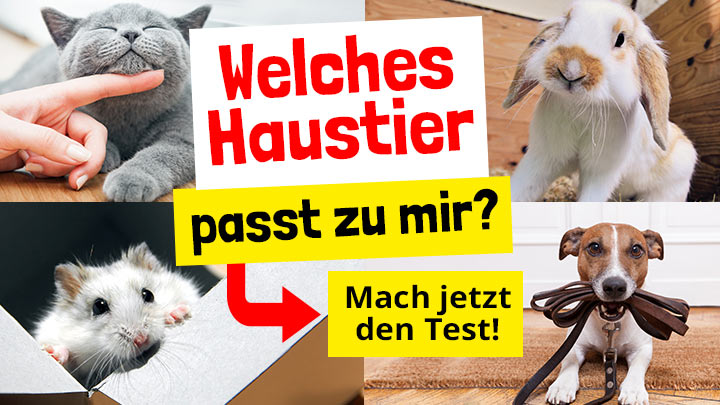 Der große Haustier-Check