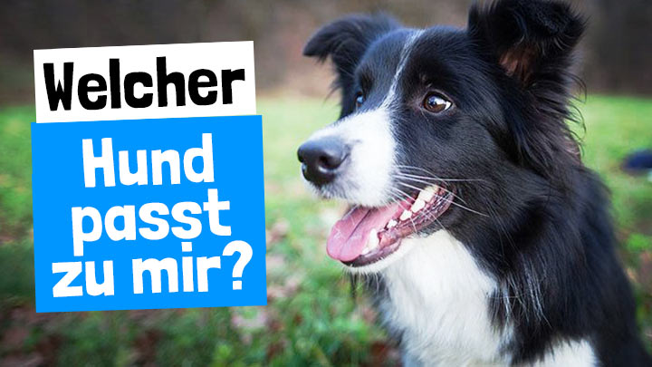 Welcher Hund passt zu mir?