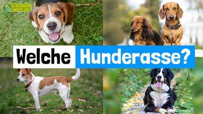 Welche Hunderasse?