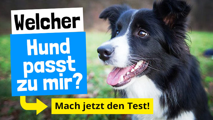 Welcher Hund passt zu mir?