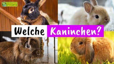 Welches Kaninchen?