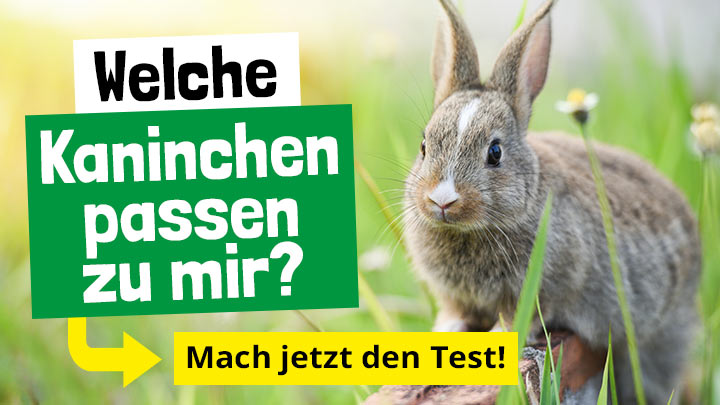 Welche Kaninchen passen zu mir?