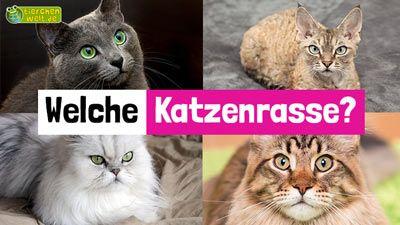 Welche Katzenrasse?