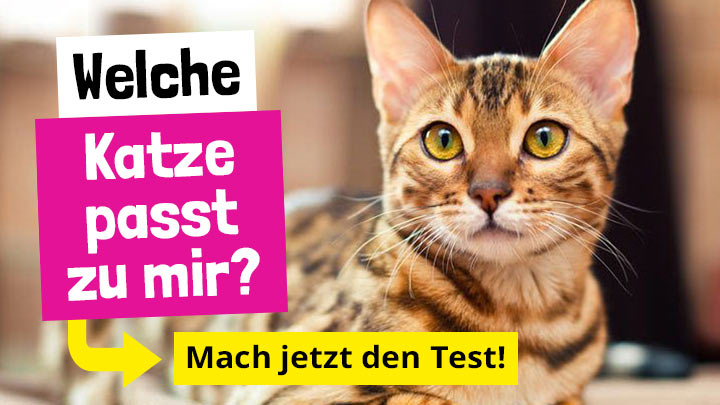 Welche Katze passt zu mir?
