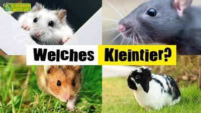 Welches Kleintier?