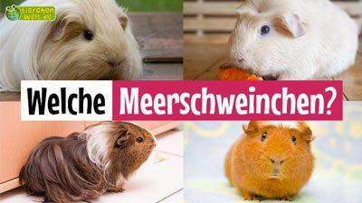 Welches Meerschweinchen?