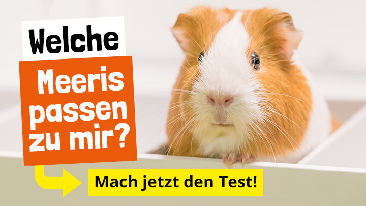 Welche Meerschweinchen passen zu mir?