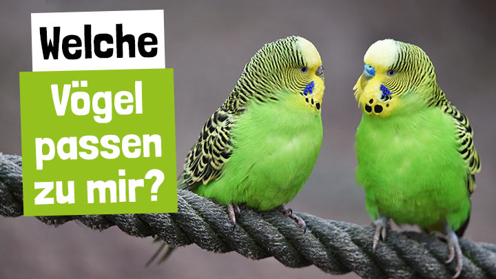 Welcher Vogel  passt zu mir?