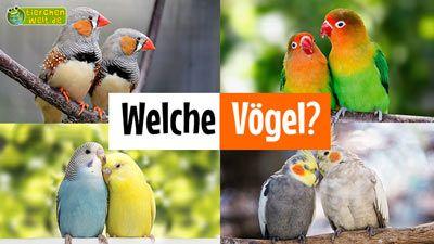 Welche Vögel?