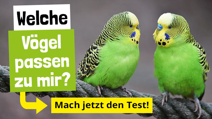 Welcher Vogel passt zu mir?